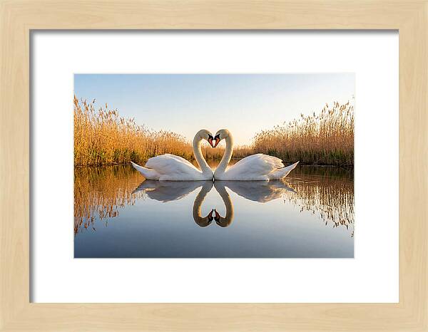 Swans Embracing In Serenity