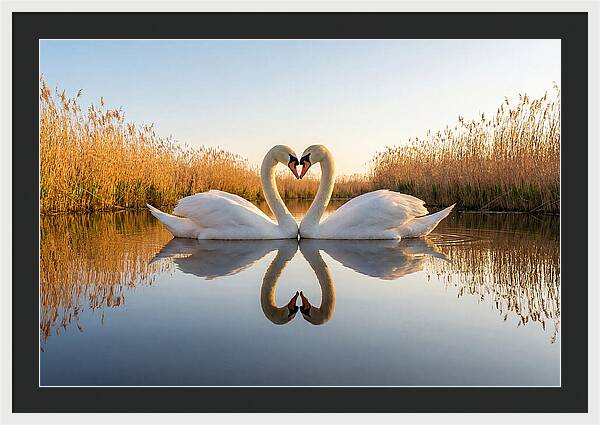 Swans Embracing In Serenity