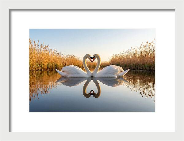 Swans Embracing In Serenity