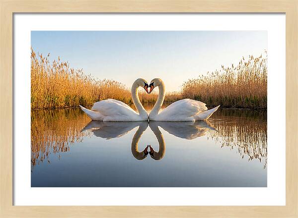 Swans Embracing In Serenity