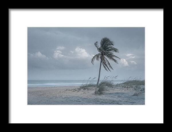 Swaying Palm Tree In Breeze