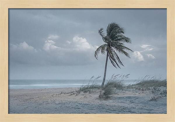 Swaying Palm Tree In Breeze