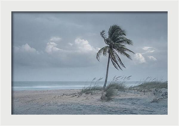 Swaying Palm Tree In Breeze