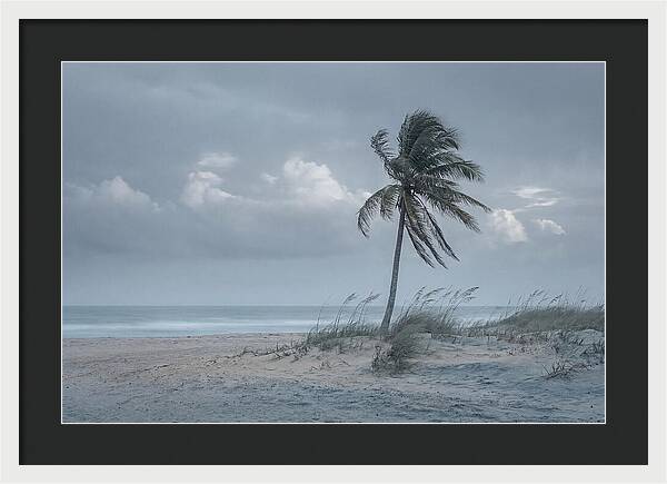 Swaying Palm Tree In Breeze