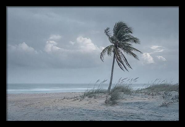 Swaying Palm Tree In Breeze