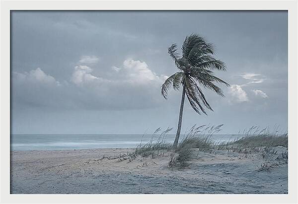 Swaying Palm Tree In Breeze