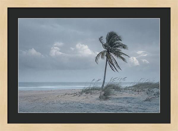 Swaying Palm Tree In Breeze