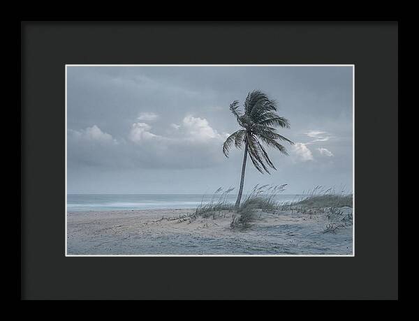 Swaying Palm Tree In Breeze