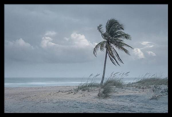 Swaying Palm Tree In Breeze