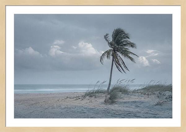 Swaying Palm Tree In Breeze