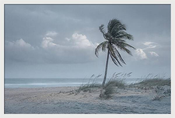 Swaying Palm Tree In Breeze