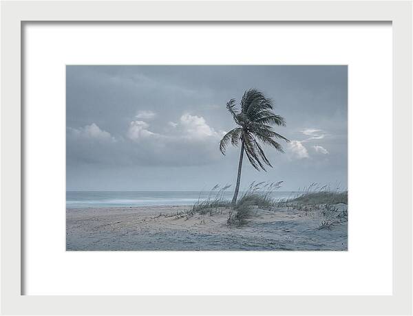 Swaying Palm Tree In Breeze