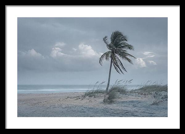 Swaying Palm Tree In Breeze