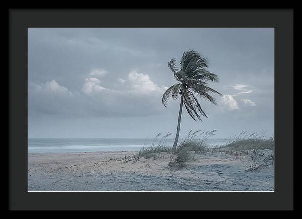 Swaying Palm Tree In Breeze