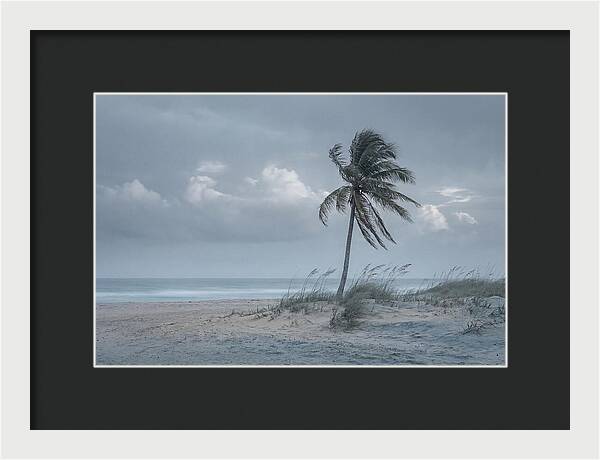 Swaying Palm Tree In Breeze