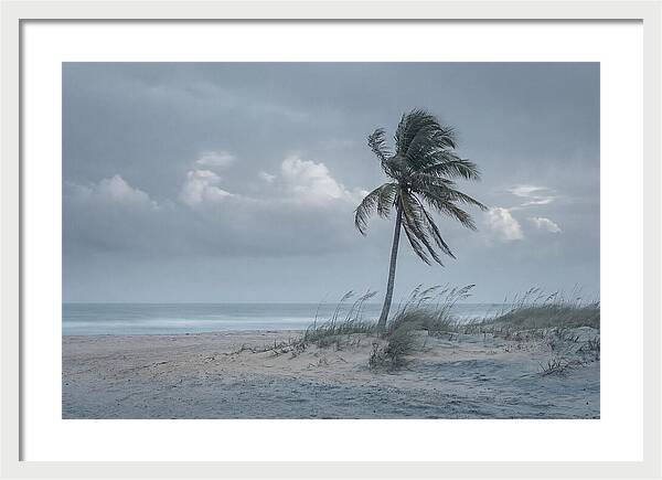 Swaying Palm Tree In Breeze