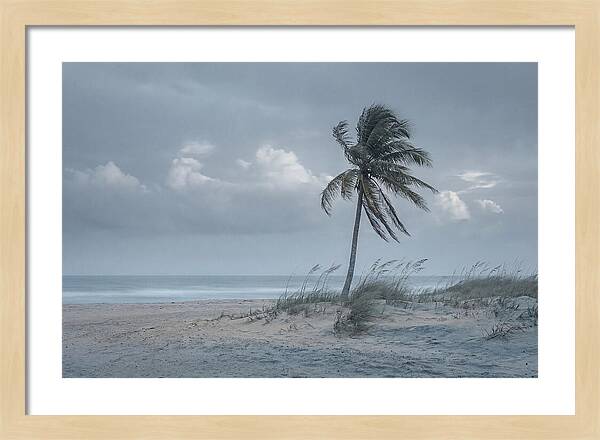 Swaying Palm Tree In Breeze