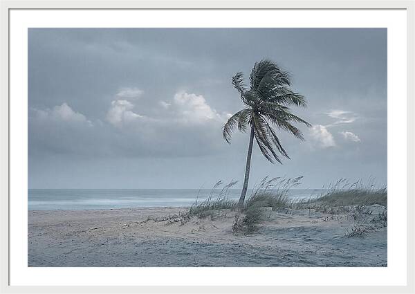 Swaying Palm Tree In Breeze