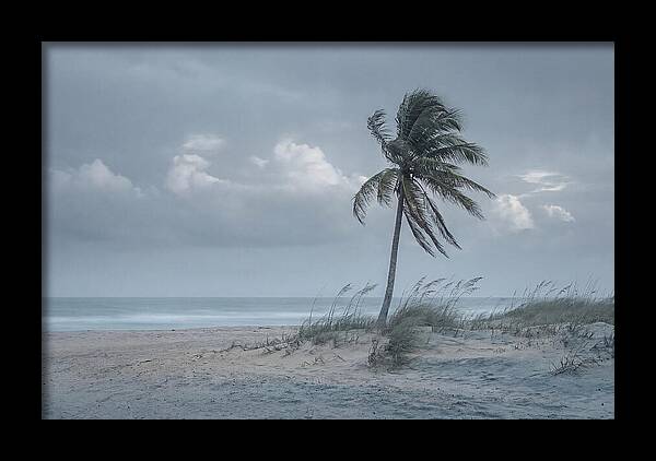 Swaying Palm Tree In Breeze
