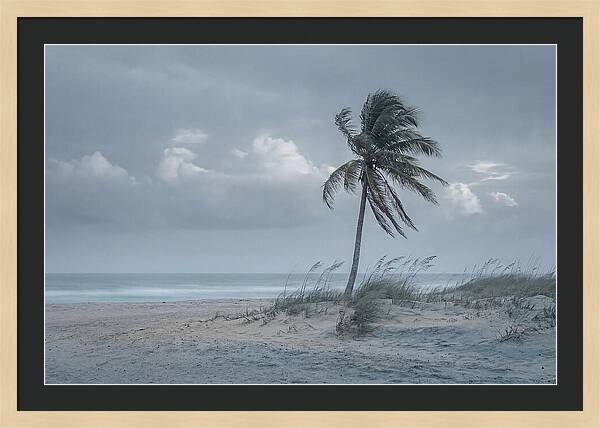 Swaying Palm Tree In Breeze