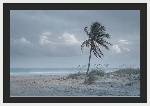 Swaying Palm Tree In Breeze