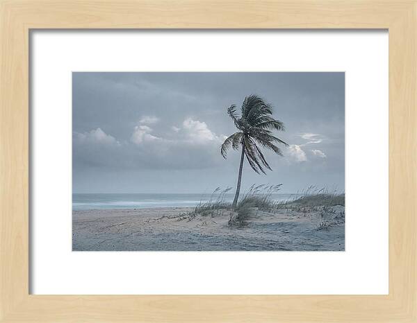 Swaying Palm Tree In Breeze