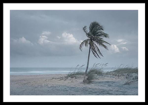 Swaying Palm Tree In Breeze