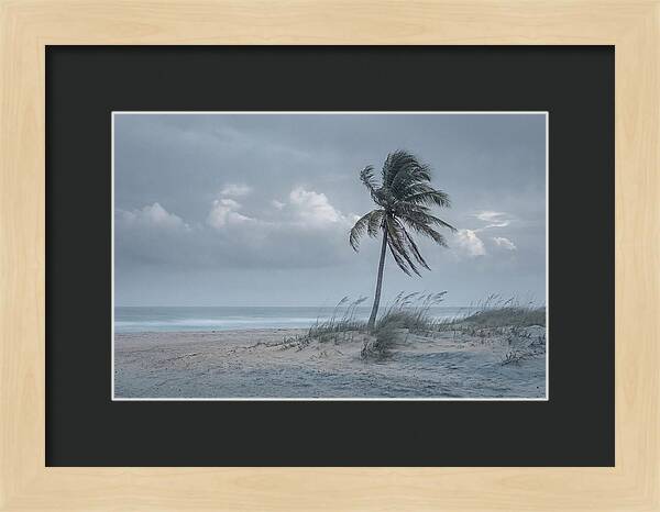 Swaying Palm Tree In Breeze