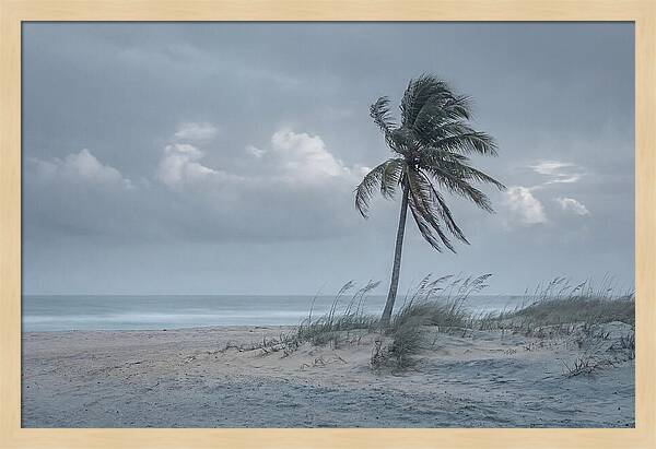 Swaying Palm Tree In Breeze