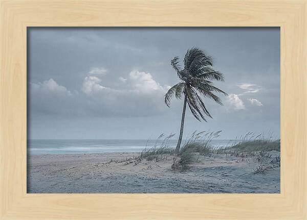 Swaying Palm Tree In Breeze