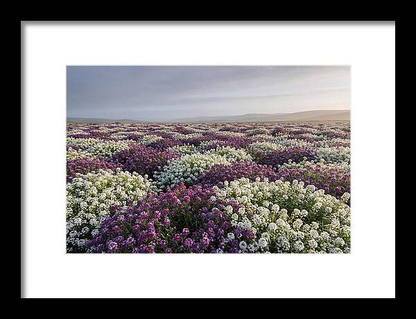 Sweet Alyssum Carpet