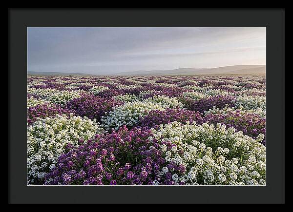 Sweet Alyssum Carpet