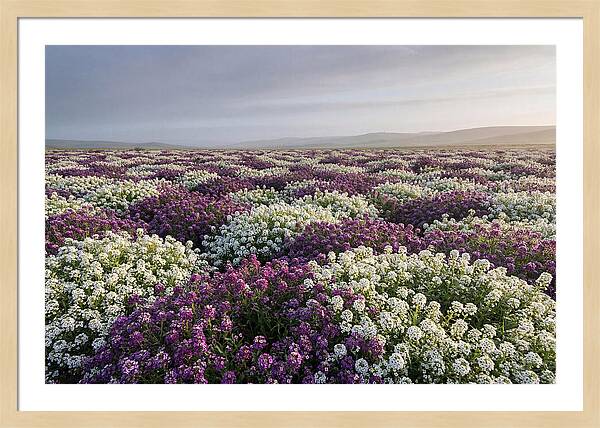Sweet Alyssum Carpet