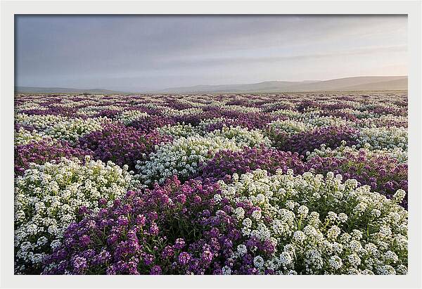 Sweet Alyssum Carpet