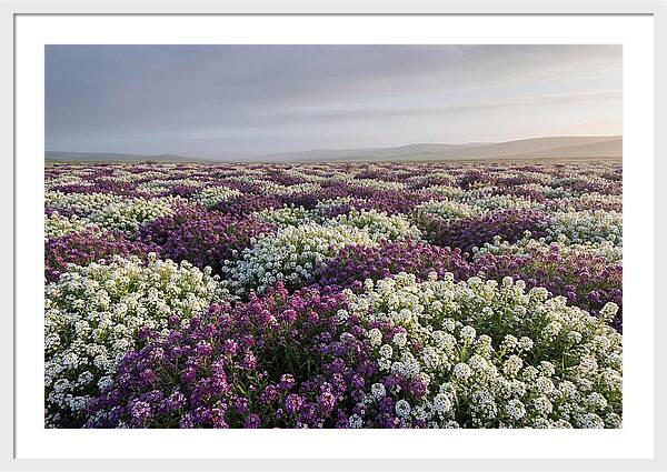 Sweet Alyssum Carpet