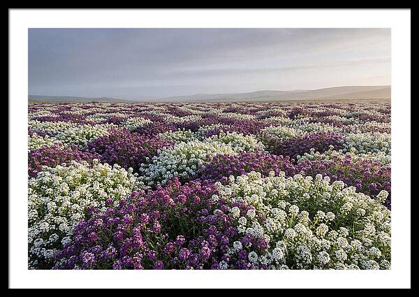 Sweet Alyssum Carpet