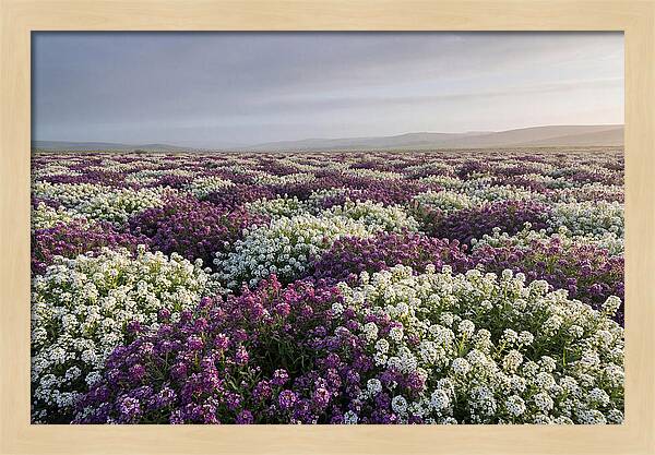 Sweet Alyssum Carpet