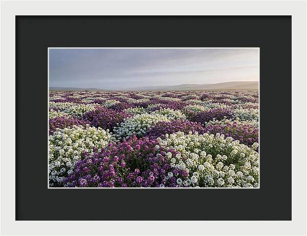 Sweet Alyssum Carpet