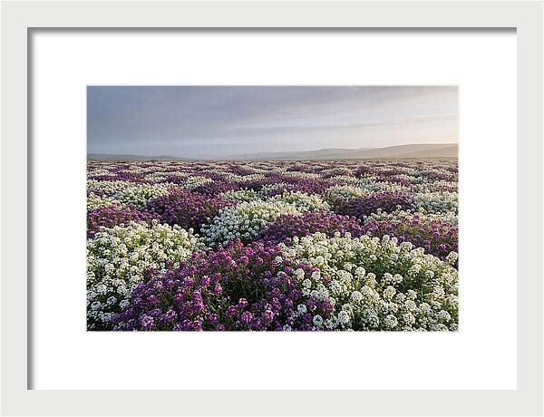 Sweet Alyssum Carpet