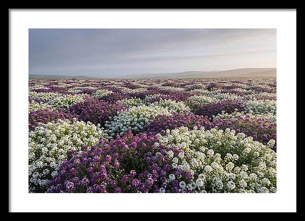 Sweet Alyssum Carpet