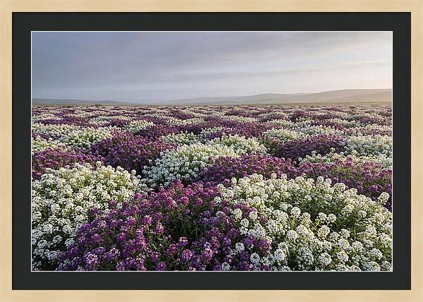 Sweet Alyssum Carpet