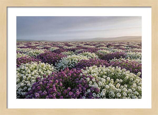 Sweet Alyssum Carpet
