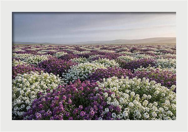 Sweet Alyssum Carpet