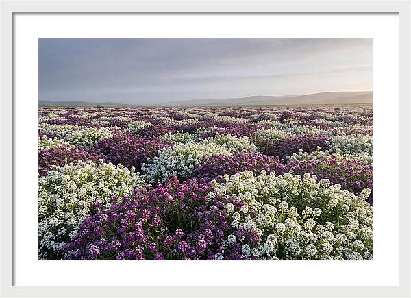 Sweet Alyssum Carpet