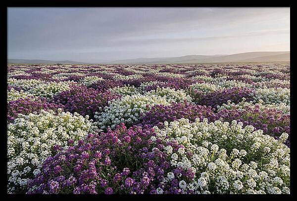 Sweet Alyssum Carpet