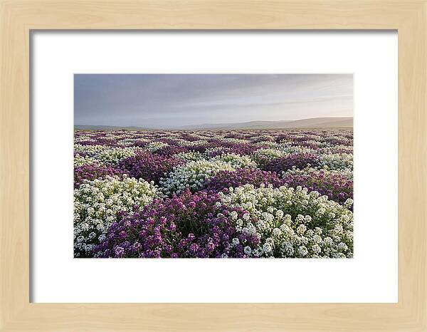 Sweet Alyssum Carpet