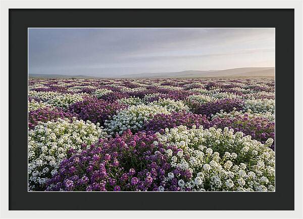 Sweet Alyssum Carpet