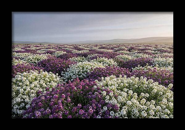 Sweet Alyssum Carpet