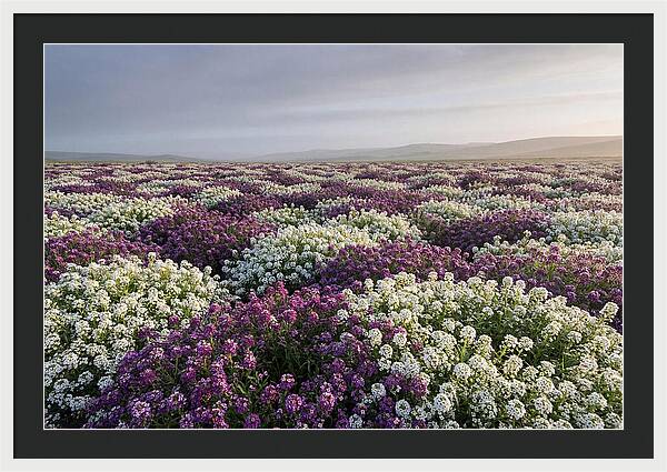 Sweet Alyssum Carpet