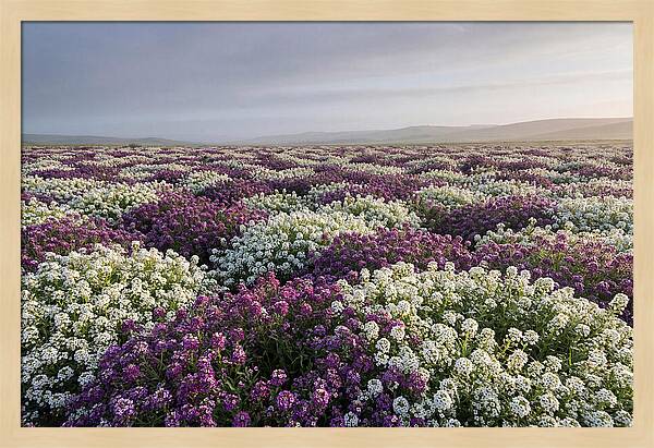 Sweet Alyssum Carpet